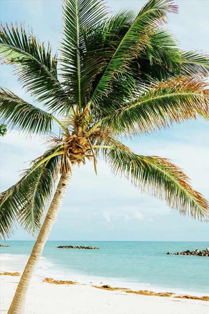 Beautiful beach with huge palm tree poster
