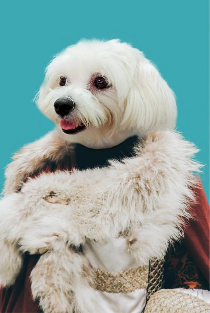 My pet in fur coat poster