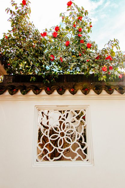 Red Camelia Garden Poster