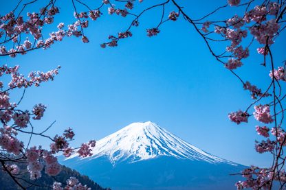 Oishi Park Mount Fuji Japan Poster