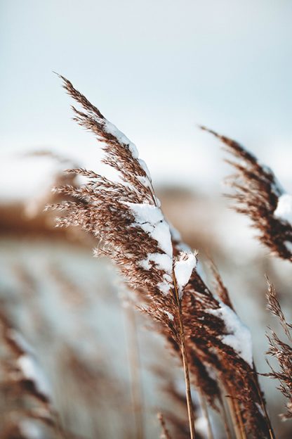 Pampas Grass Poster