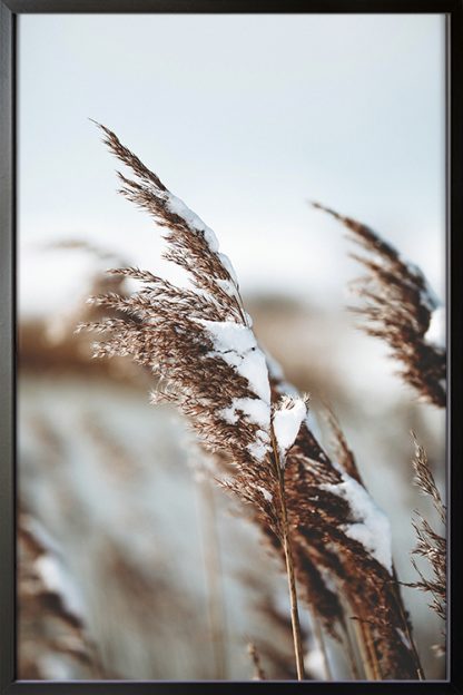 Pampas Grass Poster in Black Frame