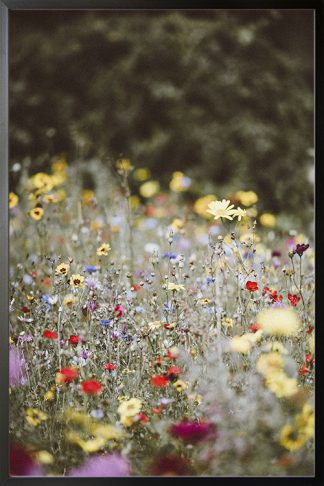 Wild Flowers Poster in Black Frame