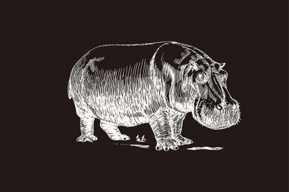 Hippo Sketch in Black Background Poster