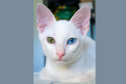 Pet photo contest 2nd runner up titled Hanabi by Enzo Almario