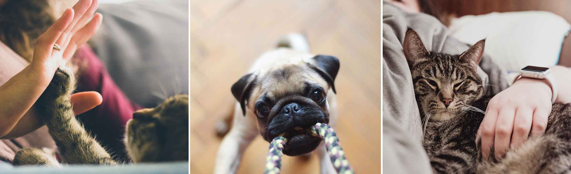 Pet photo contest winners