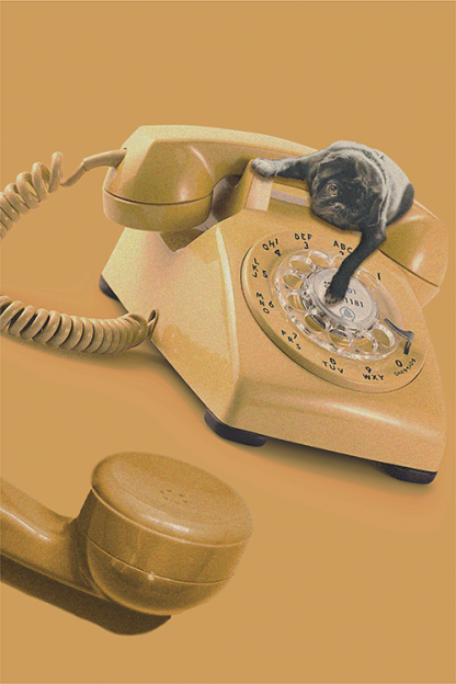 Ringing Pug poster
