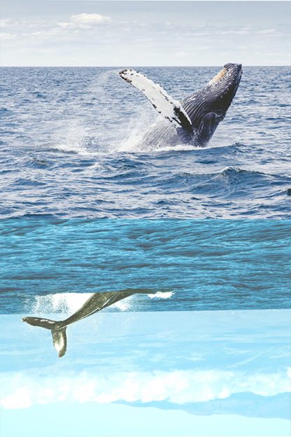 Killer Whale poster