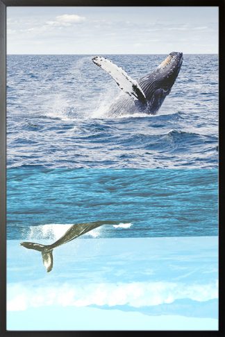 Killer Whale poster in black frame
