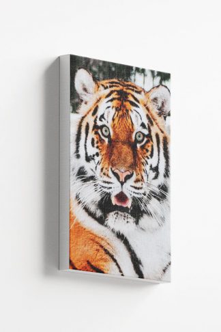 Tiger front view Canvas