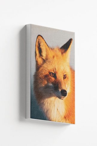 Fox face Canvas