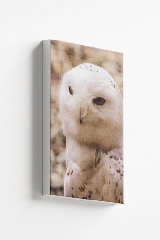 Serious owl Canvas