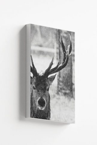 Deer face Canvas
