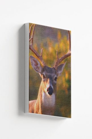 Deer front view Canvas