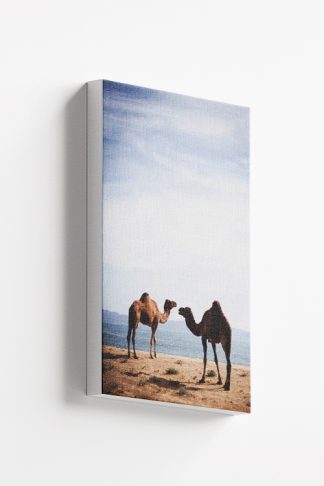 Camel couple Canvas