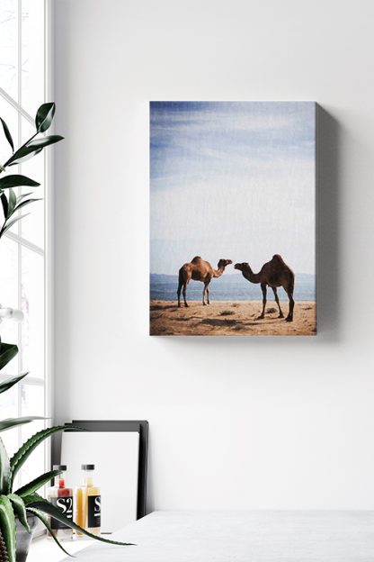 Camel couple Canvas in Interior