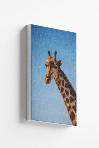 Typical giraffe Canvas