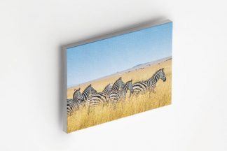 Several zebra Canvas