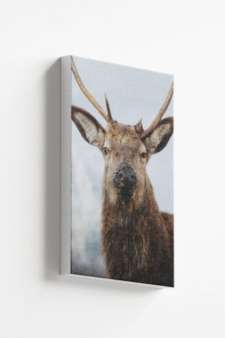 Deer front view 3 Canvas