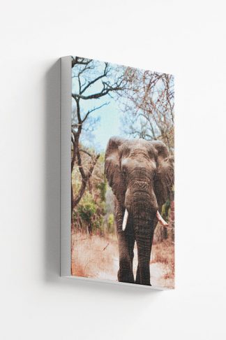 Elephant in dry tree background Canvas