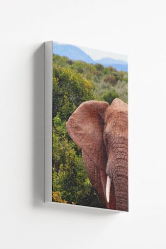 Elephant half face Canvas