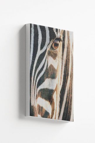 Zebra close half face view Canvas