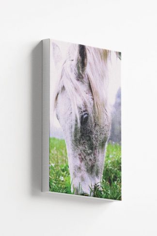 Horse eating grass Canvas