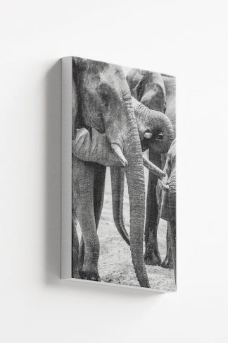 Several Elephants Canvas