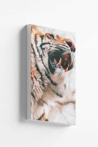 Tiger lower face view Canvas