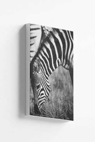 Zebra in grass B &W Canvas