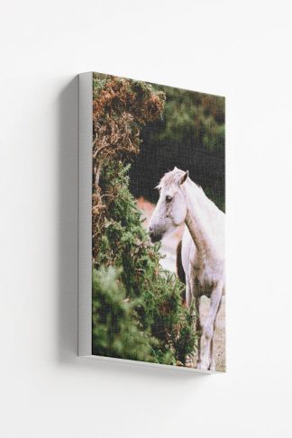 White horse and plant Canvas