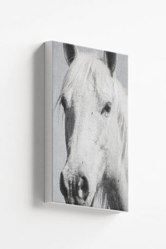 White horse in gray Canvas