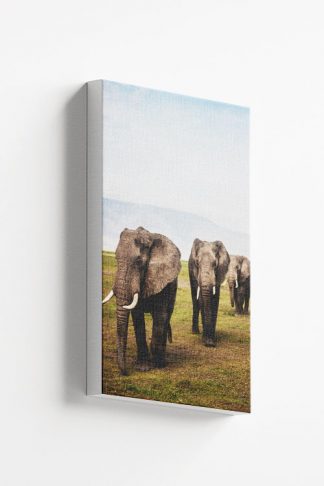 3 Elephant Canvas
