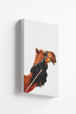 Camel side view face in white background Canvas