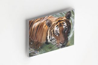 Wet tiger Canvas