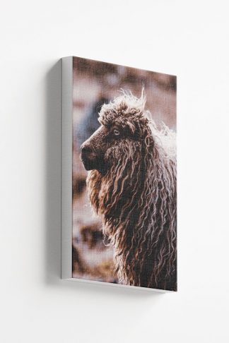 Sheep side view Canvas