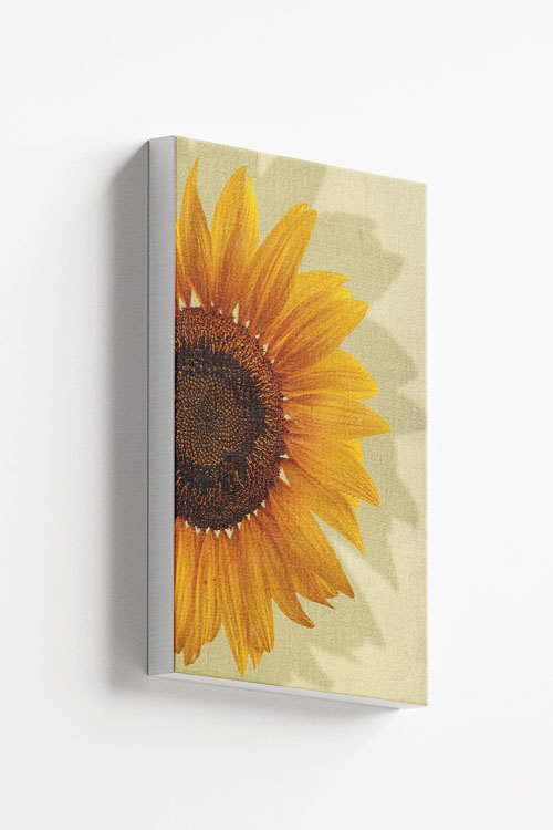 Sunflower in yellow background canvas