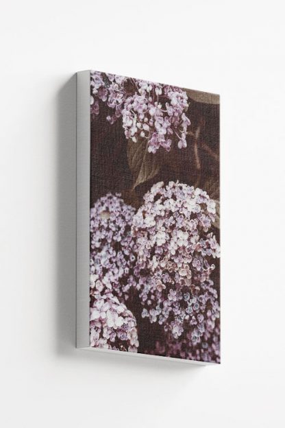 Alyssum canvas