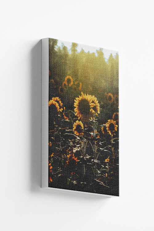 Sunflower with a burst of sunlight canvas