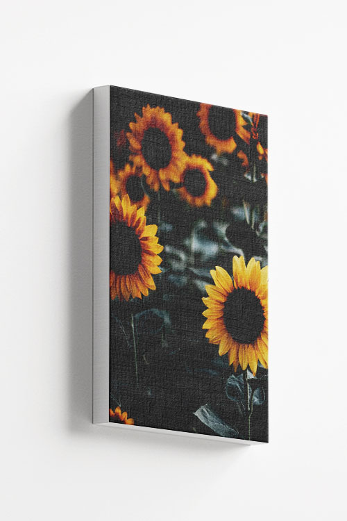 Sunflower close-up canvas