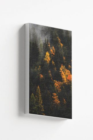 Sunburst on pine tree forest Canvas