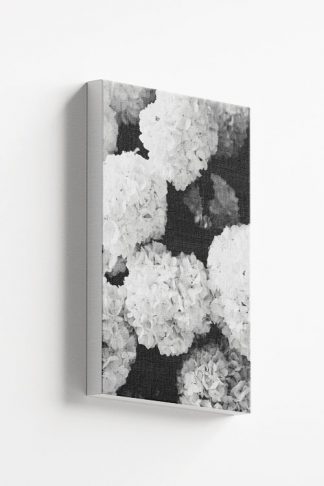 Black and white hydrangea Canvas