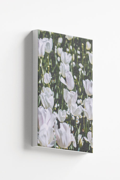 White Flowers Canvas
