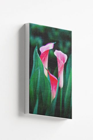 Calla lilies canvas