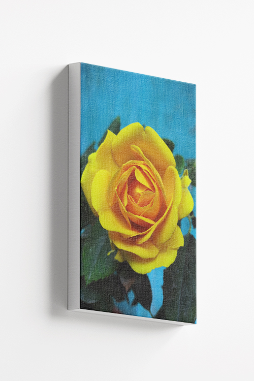 Fresh yellow rose canvas