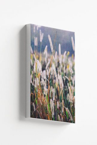 Feather reed grass canvas