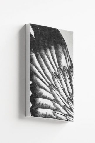 BW feather spread canvas